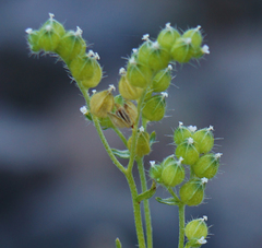 Cryptantha pterocarya
