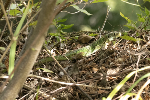 Western Green Lizard