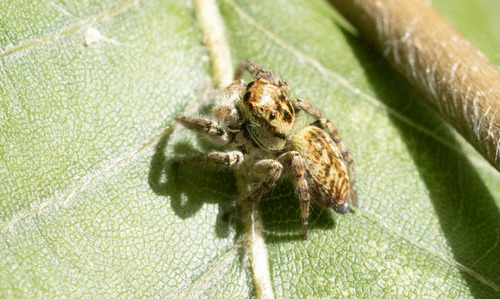 Carrhotus xanthogramma