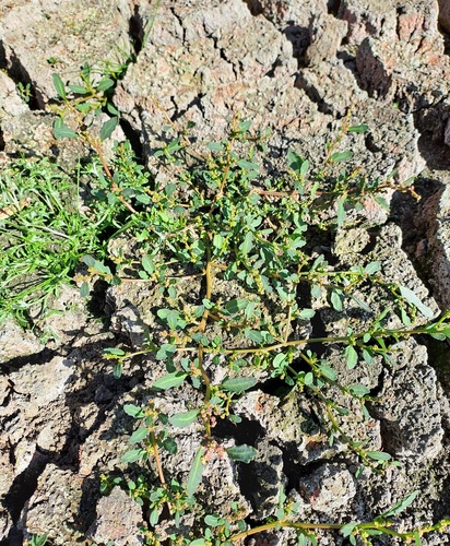 oak-leaved goosefoot