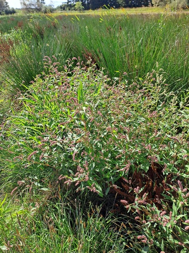 pale smartweed
