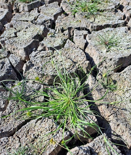 Bohemian Sedge