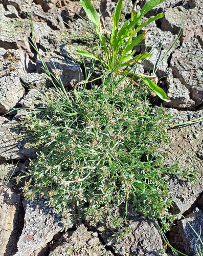 marsh cudweed