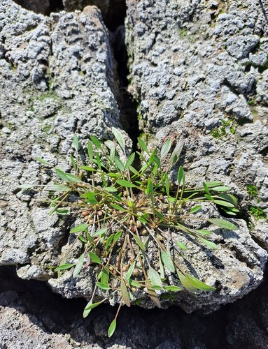 water mudwort