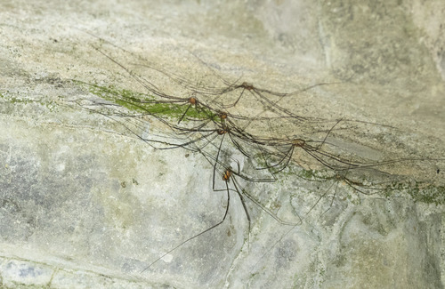 Leiobunum limbatum