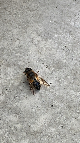 Tapered Drone Fly
