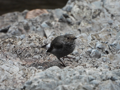 Plumbeous Water Redstart