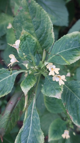 small balsam
