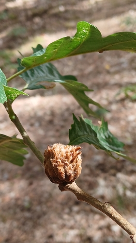 Oak Artichoke Gall Wasp