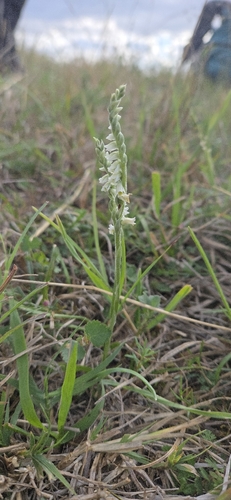 Autumn Ladies' Tresses
