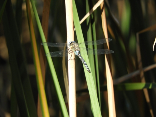 Migrant Hawker