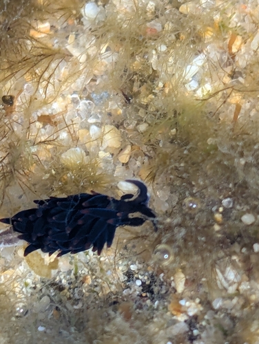 Boodlea observed 2026-09-18