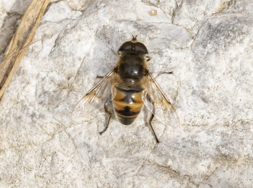 Common Drone Fly