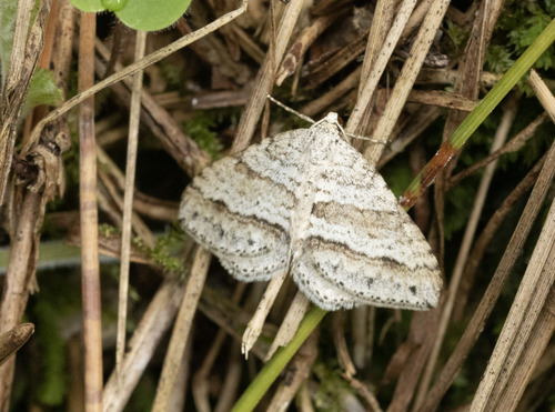 Mesotype parallelolineata