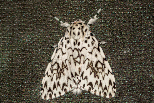 Lymantria subrosea singapura