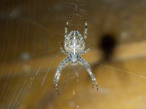 Cross Orbweaver