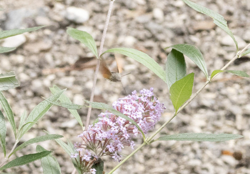 Eurasian Hummingbird Hawkmoth