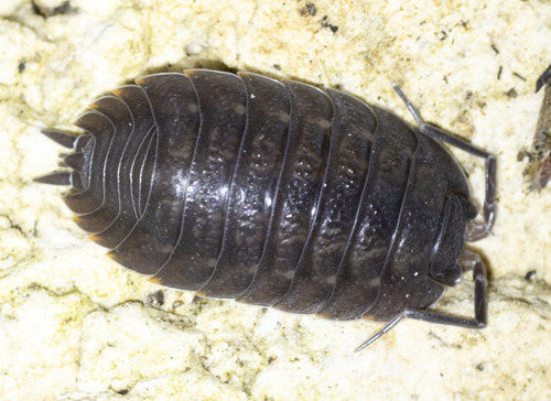 Arched Woodlouse