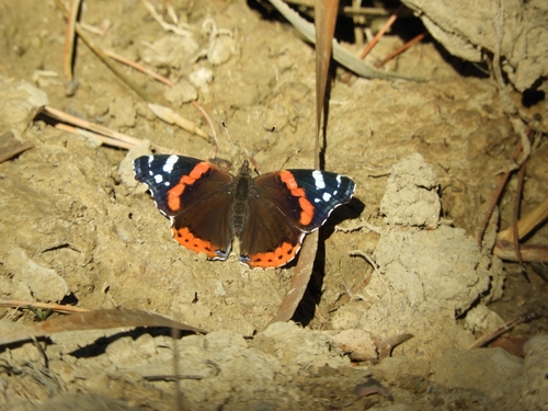 Red Admiral