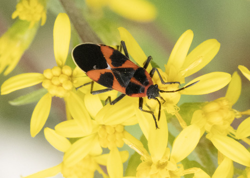 Tropidothorax leucopterus