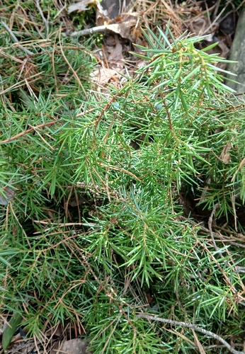 common juniper