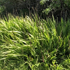 Chasmanthe floribunda