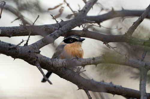 Pririt Batis