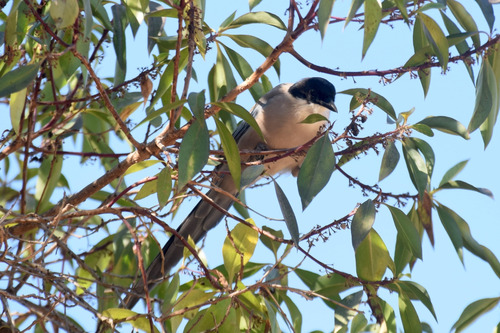 Iberian Magpie