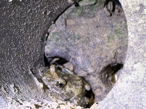 Robust Kajika Frog