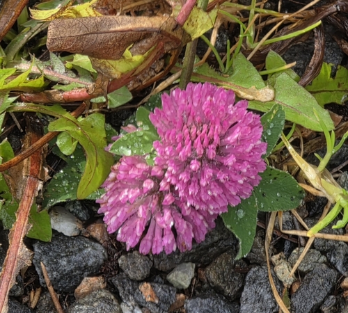 Red Clover