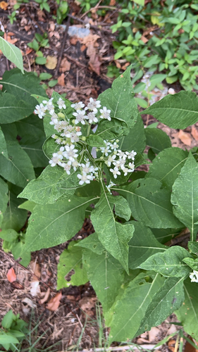 frostweed