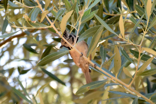 Crested Tit