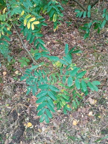 false indigo bush