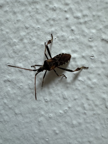 Western Conifer Seed Bug