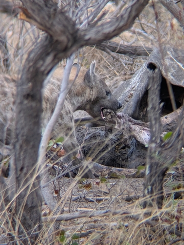 Spotted Hyena