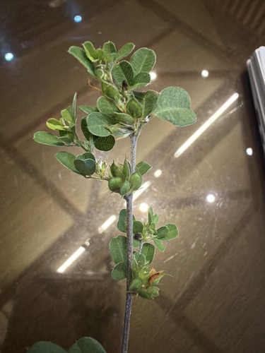 Lespedeza chinensis observed 2026-09-21