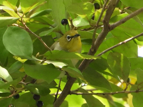Swinhoe's White-eye