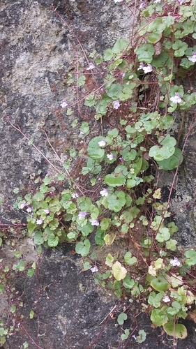 Ivy-leaved toadflax
