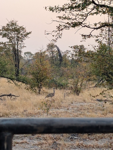 Southern Kori Bustard