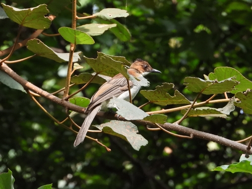 Chestnut Bulbul