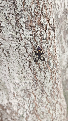 Trypanophora semihyalina