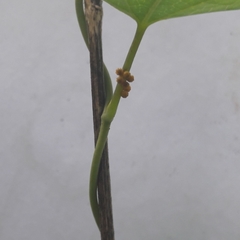 Battus polydamas polydamas