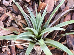 Tillandsia utriculata