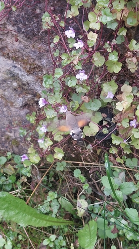 Eurasian Hummingbird Hawkmoth