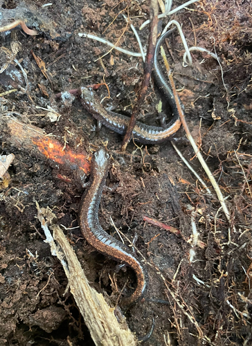Eastern Red-backed Salamander