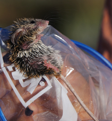 Peromyscus crinitus