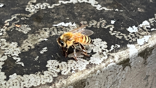 Western Honey Bee