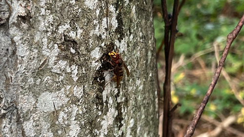 European Hornet