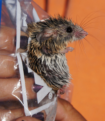 Peromyscus crinitus