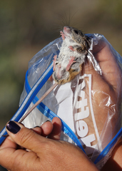 Peromyscus crinitus